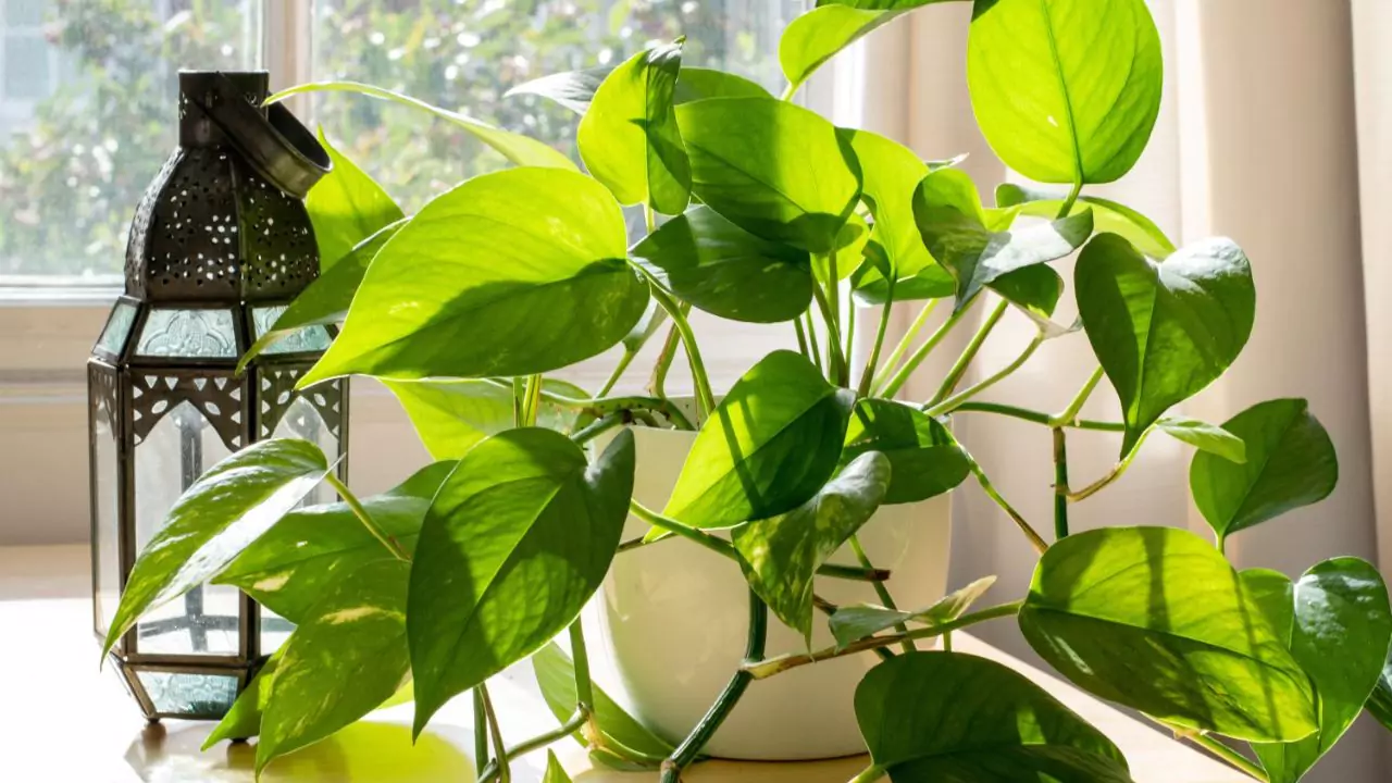 pothos 1