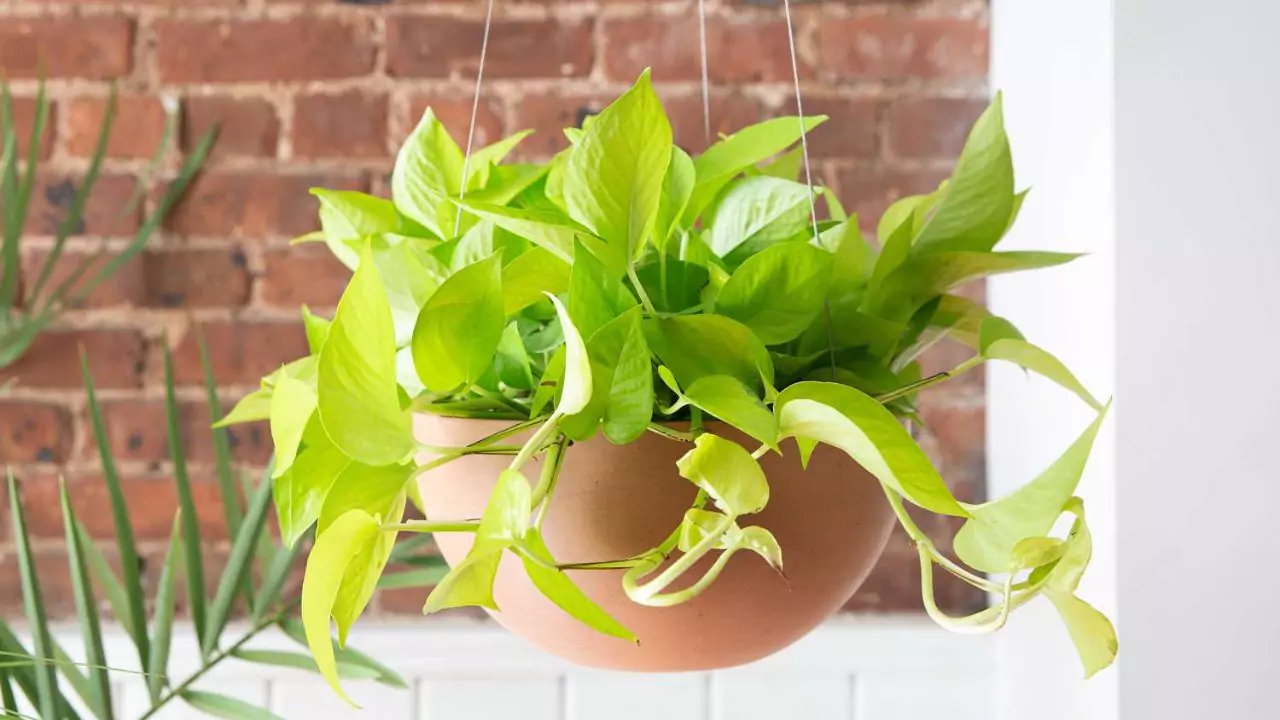 pothos