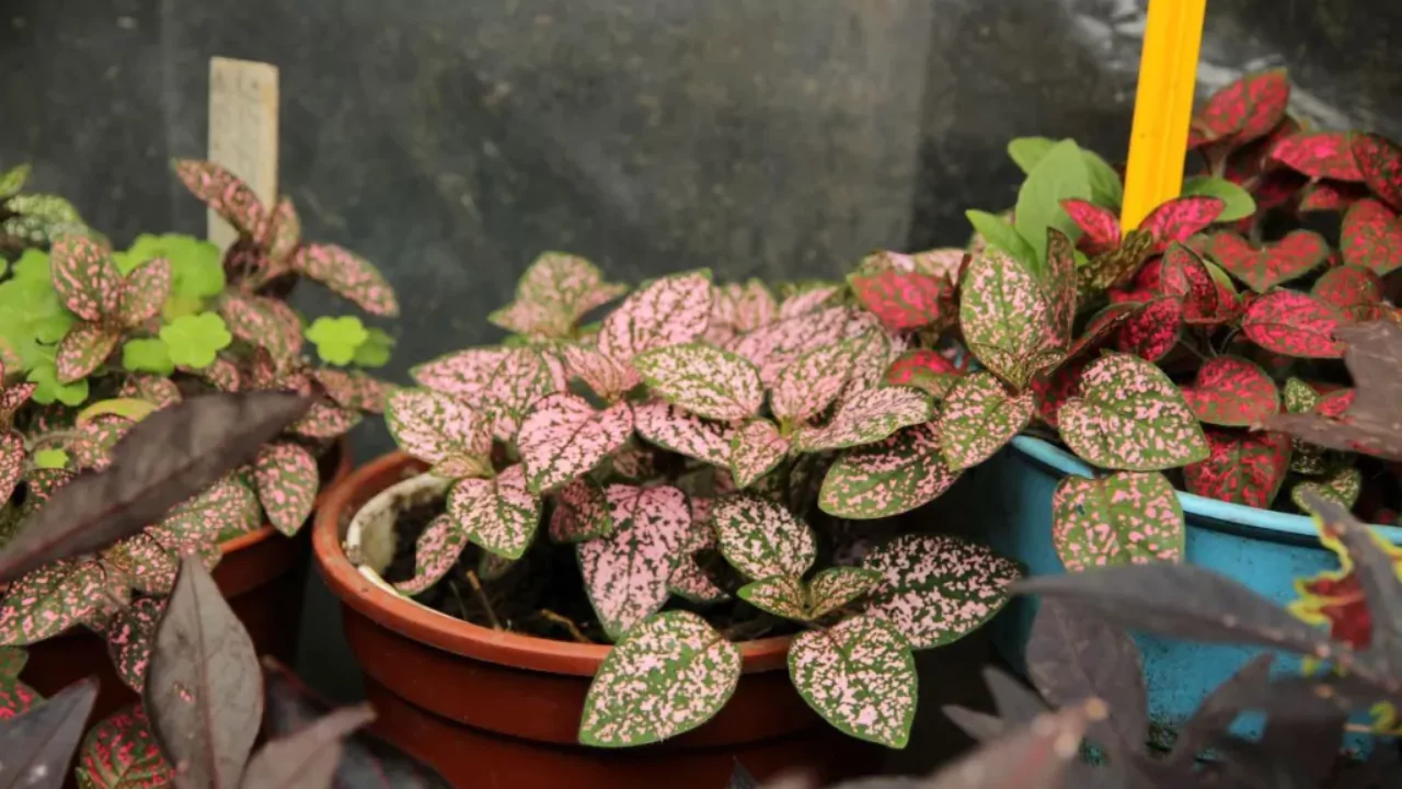 The Polka Dot Plant – A Complete Guide 5 potted polka dot plant