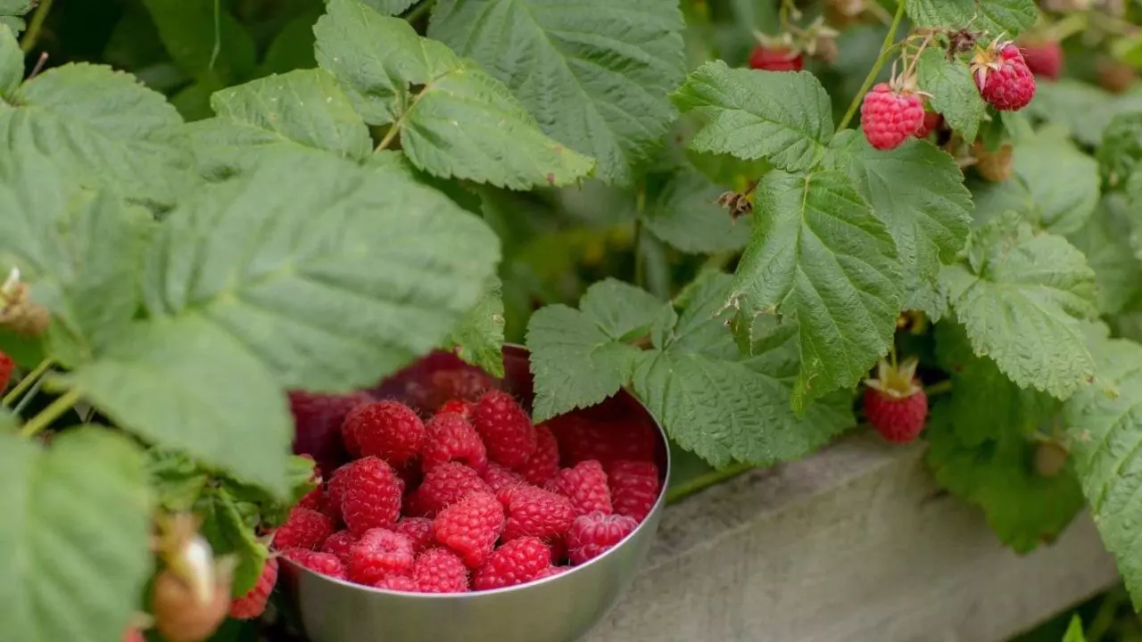 Growers Guide For Raspberries In Texas 1 raspberry to grow in