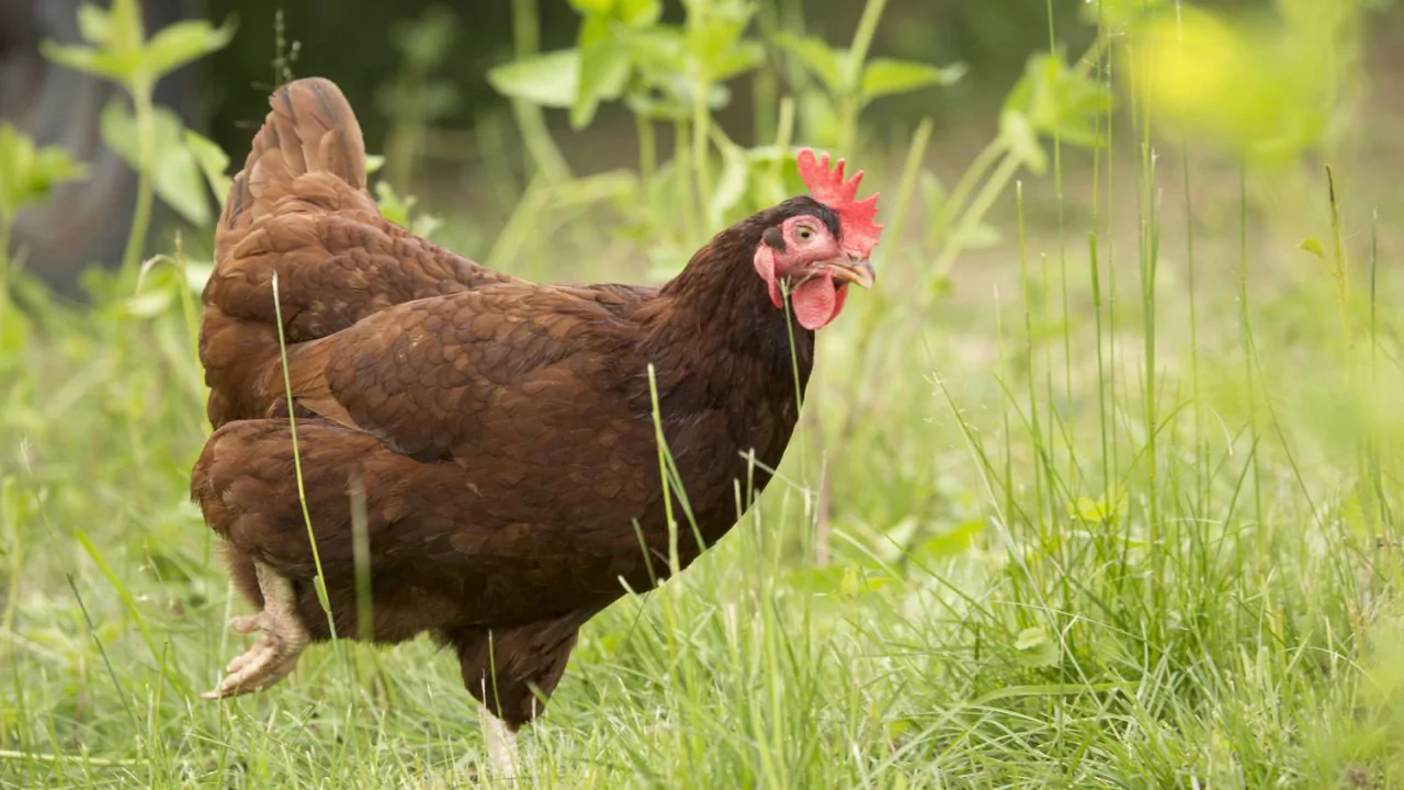 Which Chickens Lay Colored Eggs? 10 rhode island red 1