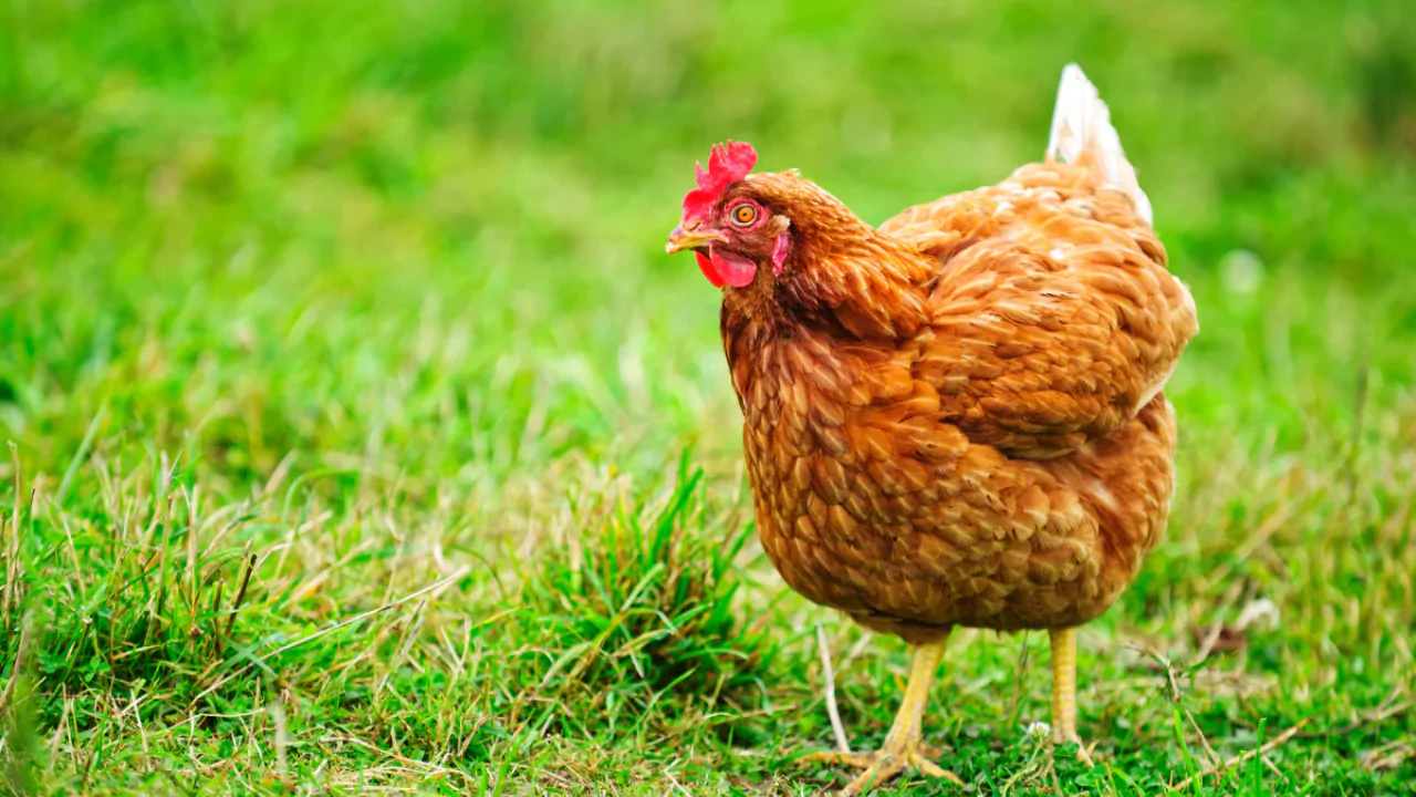 rhode island red