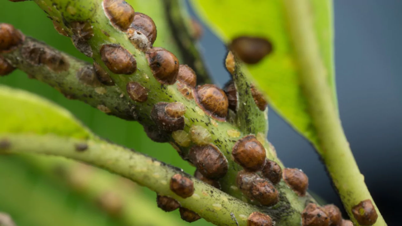 Cordyline Problems: Common Issues and Cures 7 scale insects 1