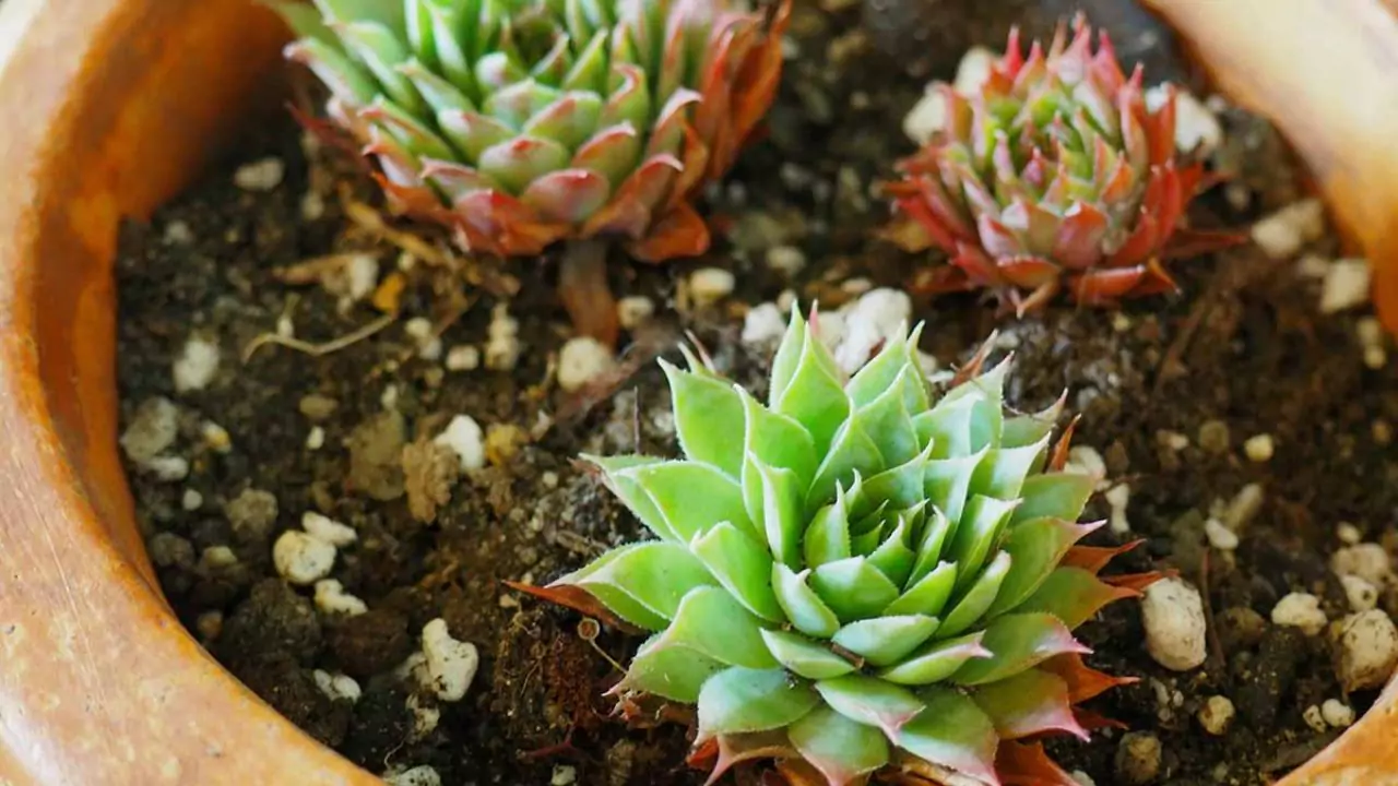 How to Save an Overwatered Succulent