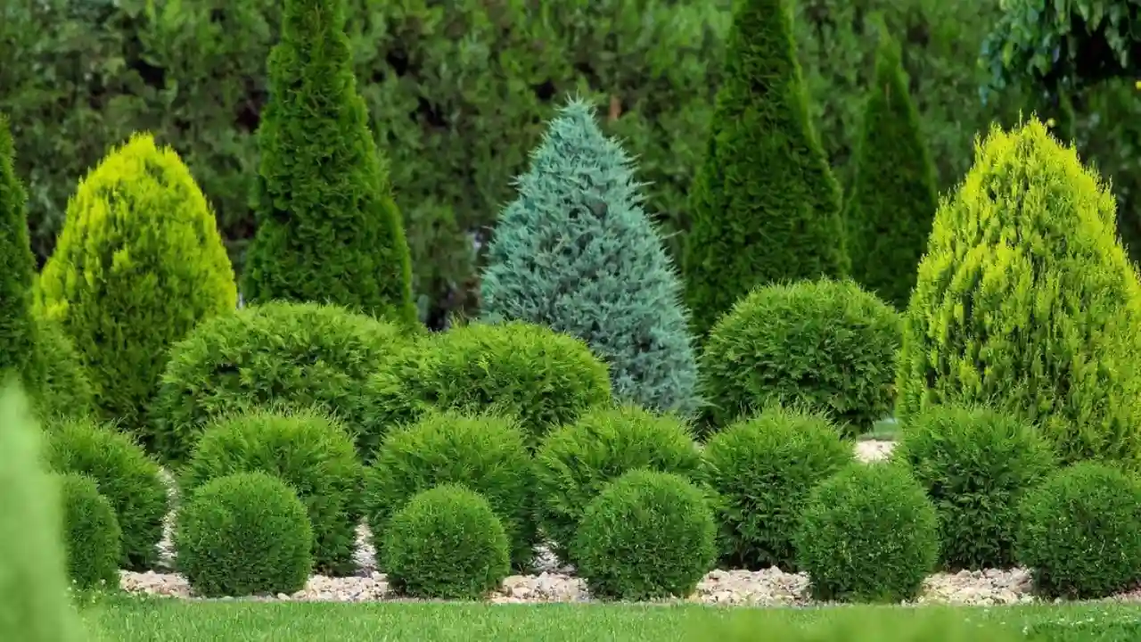 My Guide on How to Revive a Dying Conifer 6 tips for saving dying conifer