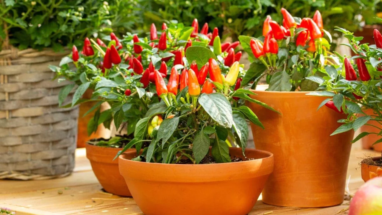 varieties of ornamental peppers can I grow