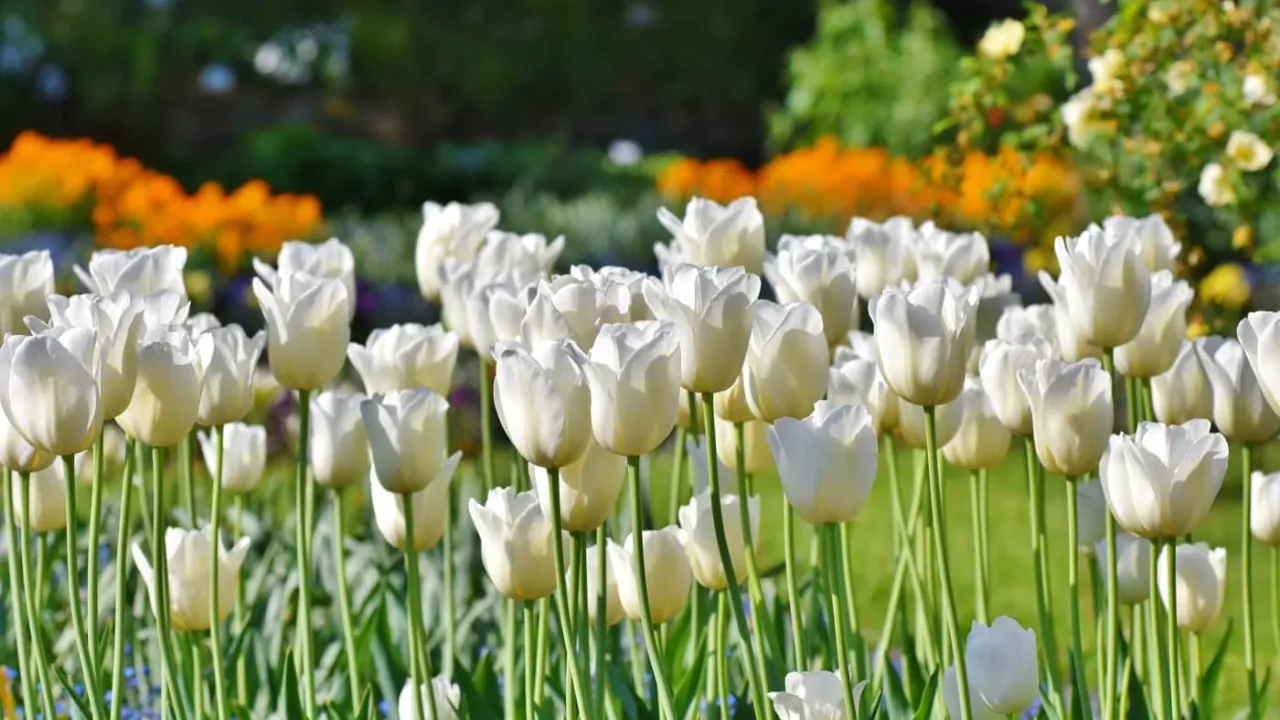 white tulips