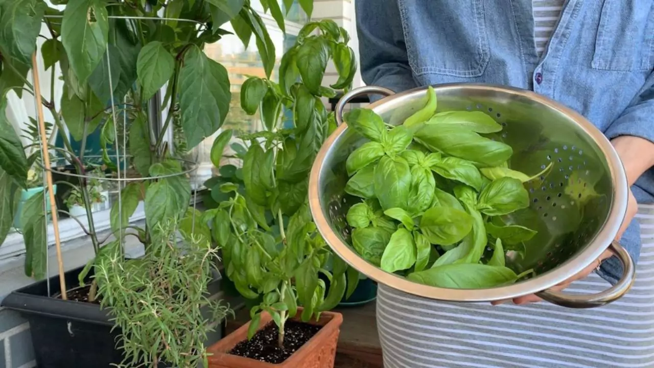 How To Store Basil Seeds 6 you can freeze basil leaves