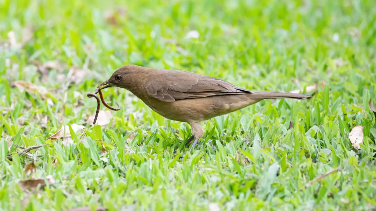 11 Lawn Grub Facts (#7 Shocked Me) 8 A bird will destroy your lawn
