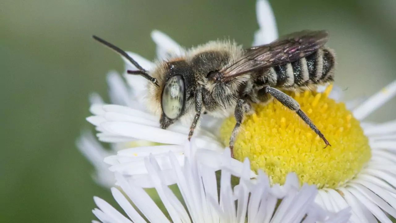 Bee Identification Guide: 31 Most Common Bees In Our Gardens 26 Alfalfa leafcutter bee megachile rotundata