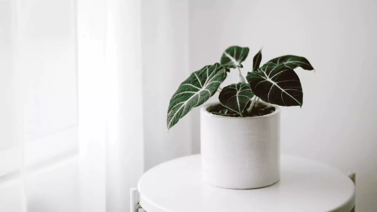 Growers Guide for Alocasia Black Velvet 4 Alocasia Black Velvet sunlight needs