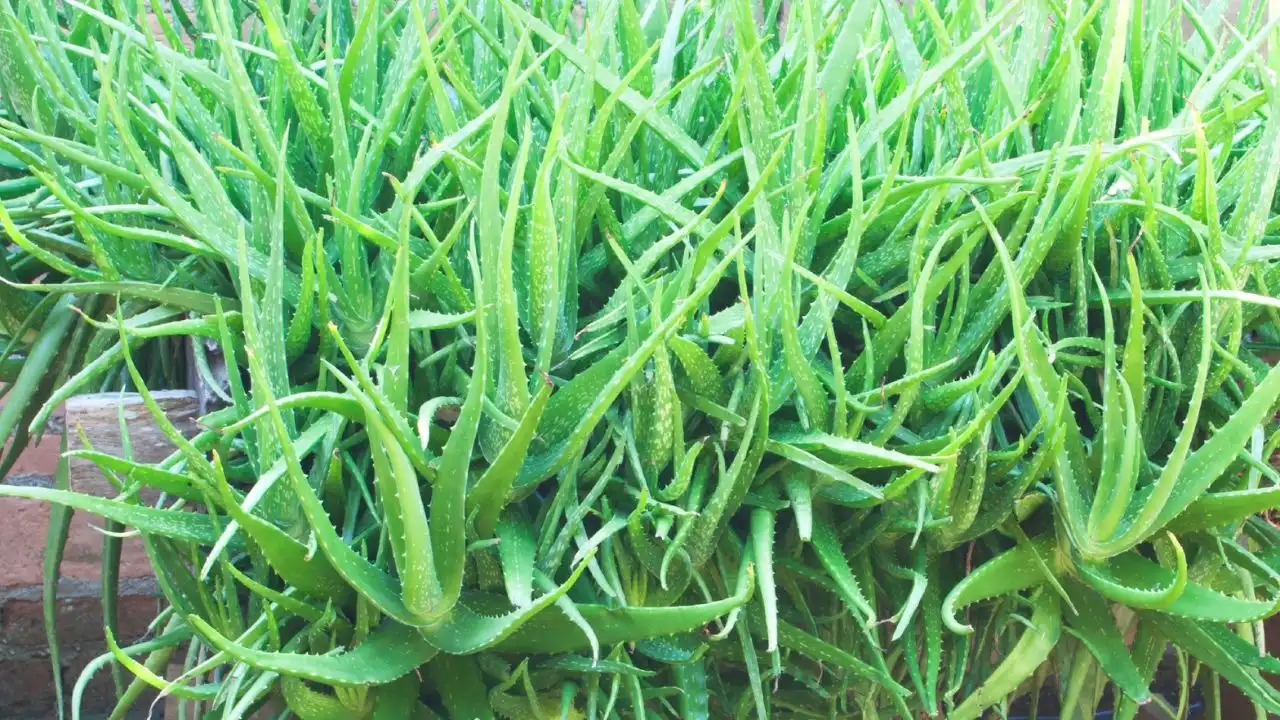 Are Succulents Good House Plants? 10 Aloe vera partial sunlight