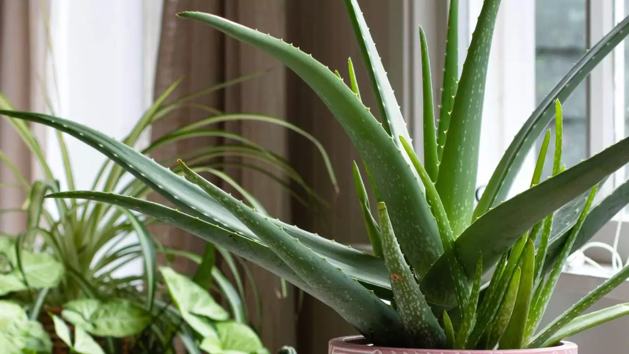 Aloe