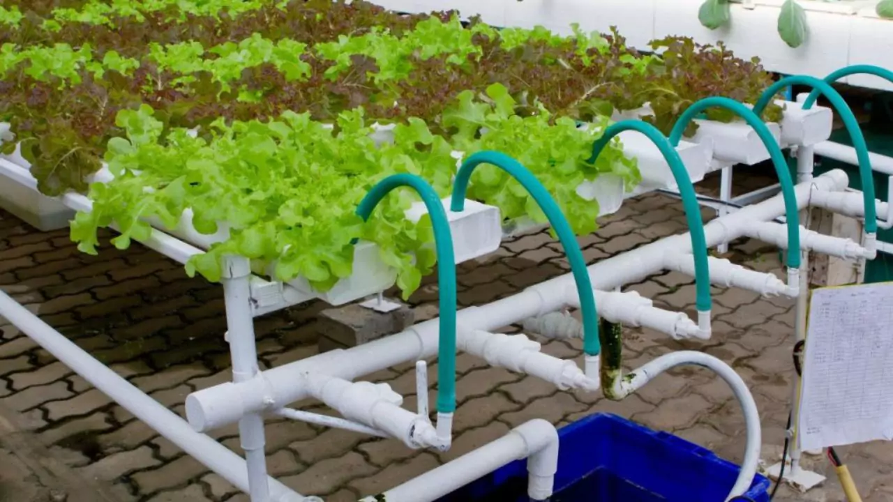 How to Add Potassium to Aquaponics? 3 Aquaponics drip system