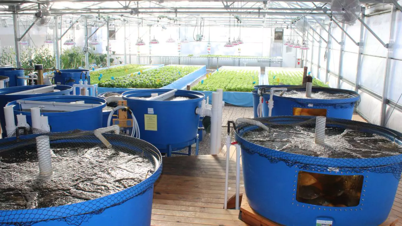 How to Add Potassium to Aquaponics? 2 Aquaponics