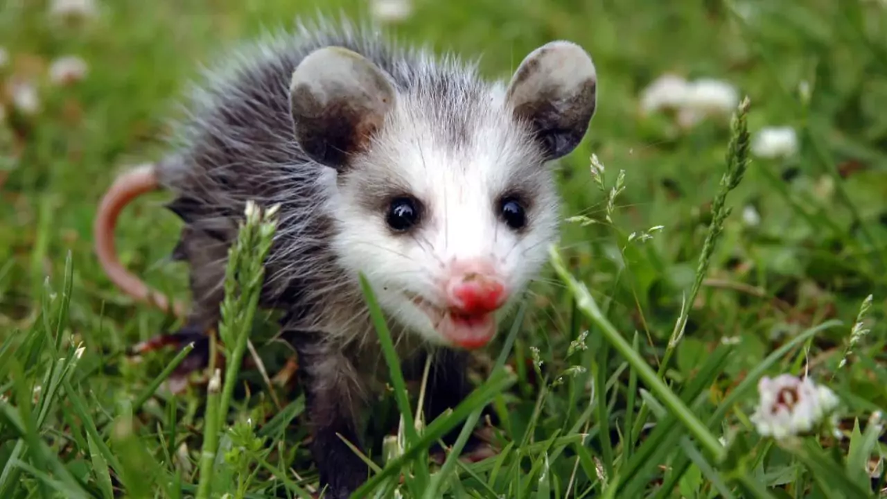 What Attracts Possums to Your Yard? 1 Backyard possum