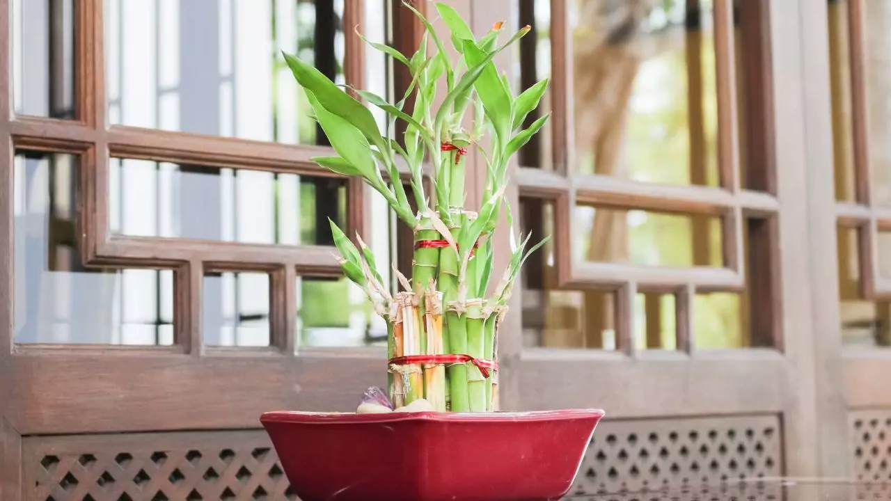 5 Reasons Why Your Bamboo Plant Is Dying 5 Bamboo light