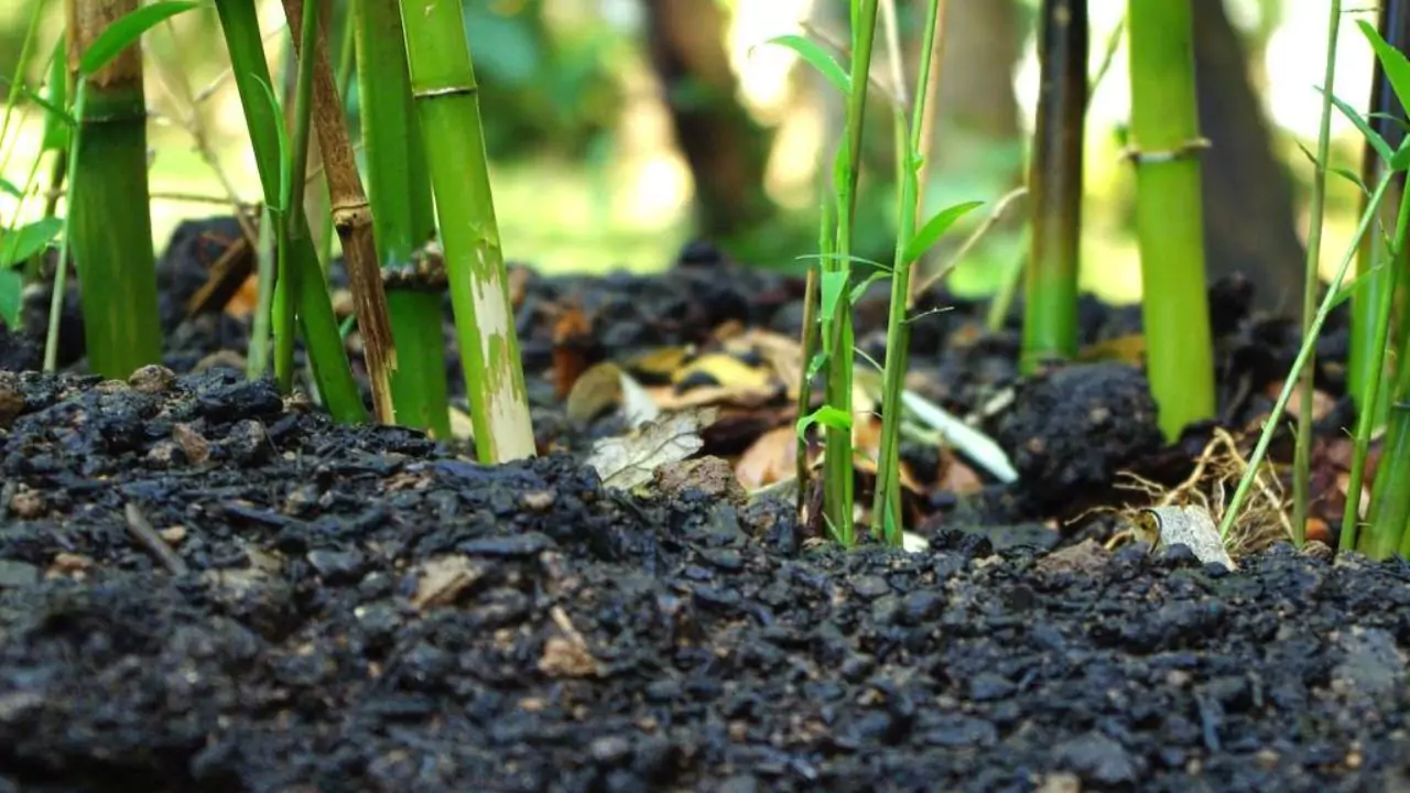 5 Reasons Why Your Bamboo Plant Is Dying 3 Bamboo soil
