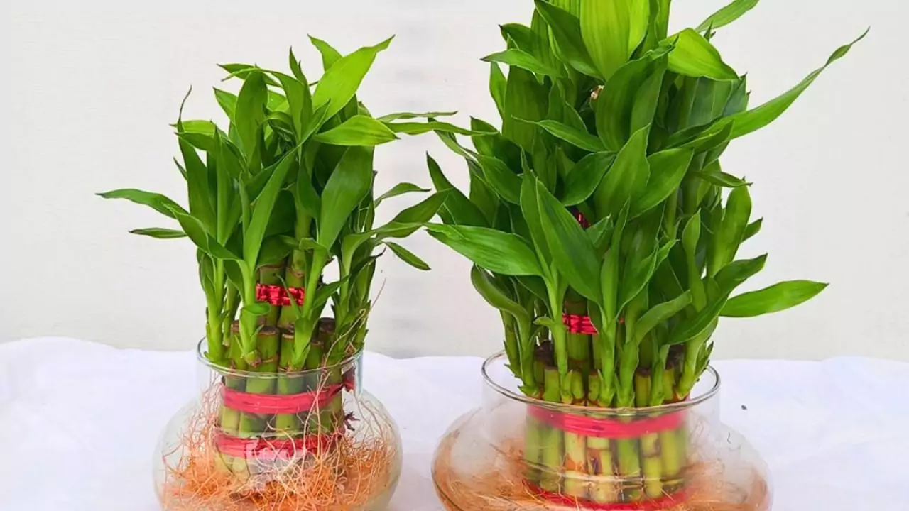 5 Reasons Why Your Bamboo Plant Is Dying 2 Bamboo