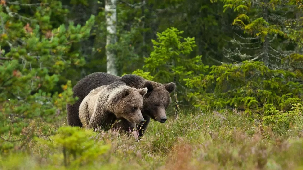 What is Attacking My Bird Feeder at Night? 5 Bears