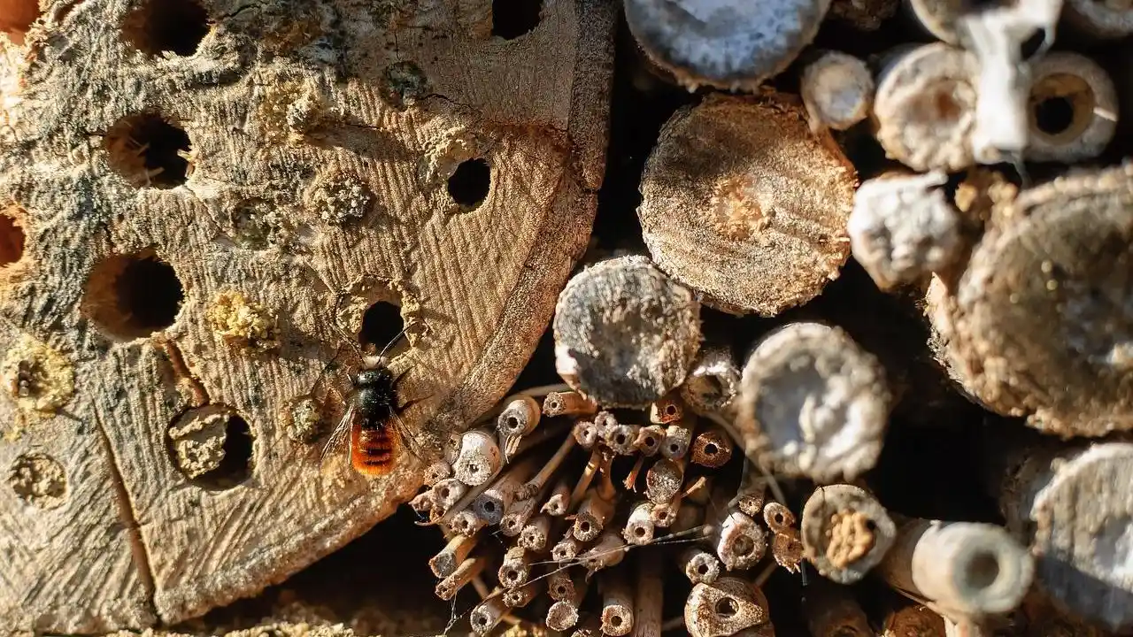 What Is a Bee Hotel? A Beginner’s Guide to Garden Bee Hotels 3 Bee hotel materials 1