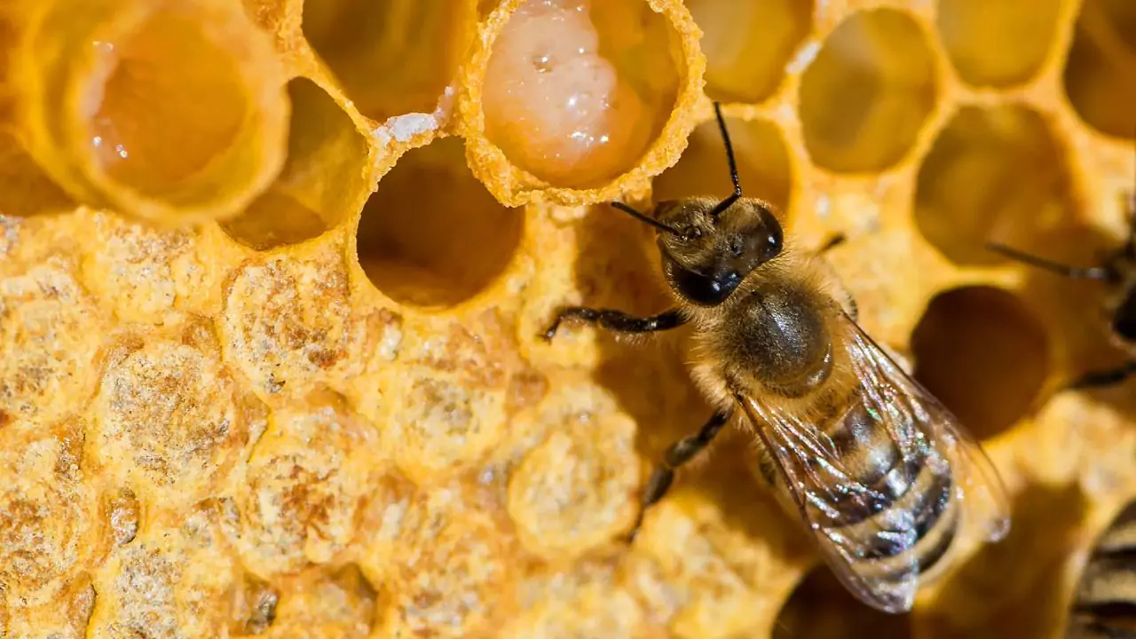 Bee Identification Guide: 31 Most Common Bees In Our Gardens 3 Black dwarf honey bee – Apis andreniformis