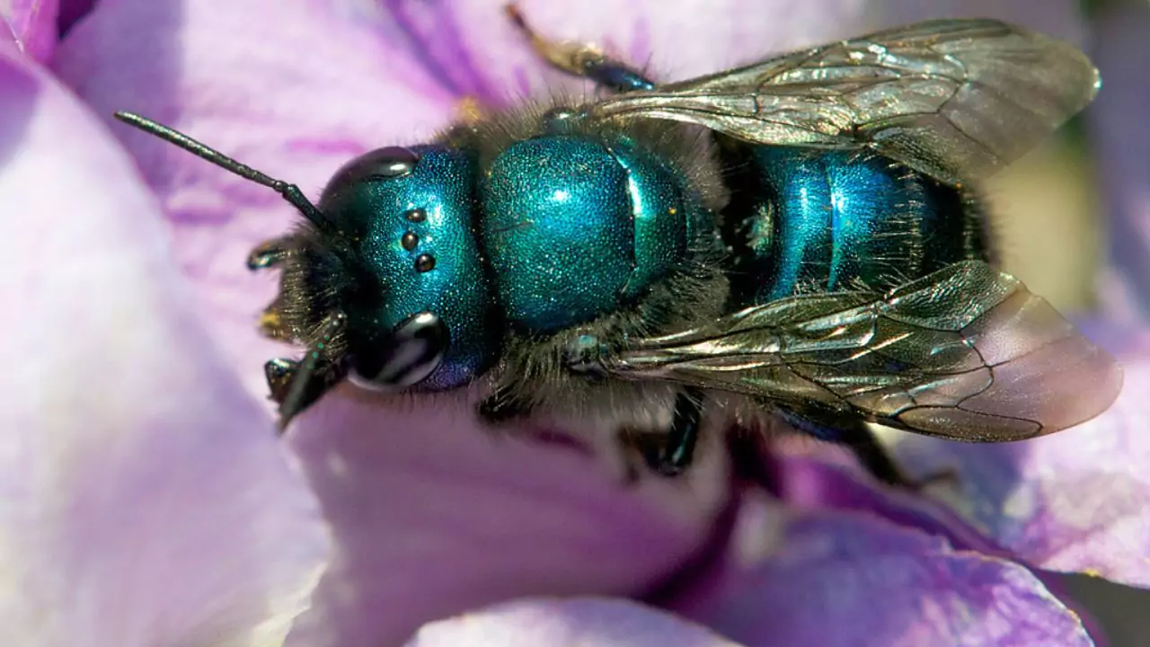 Bee Identification Guide: 31 Most Common Bees In Our Gardens 19 Blueberry bee – Osmia ribifloris