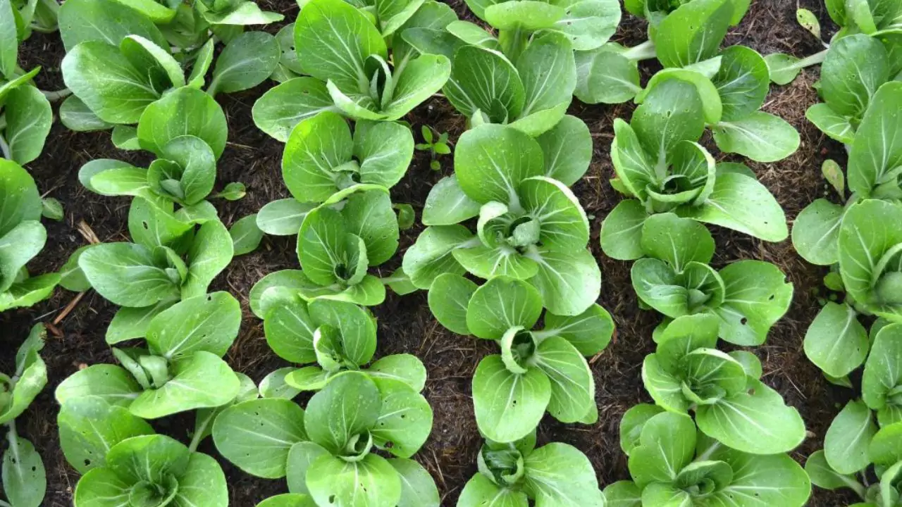 How to Grow Organic Pechay 1 Bok Choy seedlings