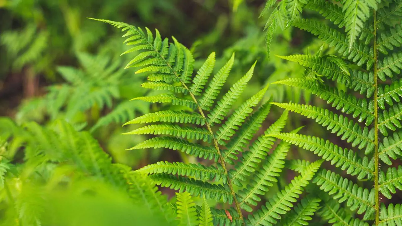 Beginners Guide to Growing Boston Ferns