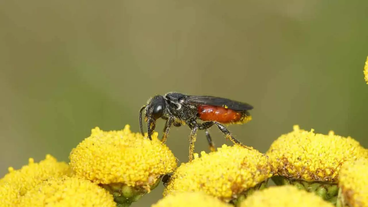 Bee Identification Guide: 31 Most Common Bees In Our Gardens 31 Box headed blood bee Sphecodes monilicornis