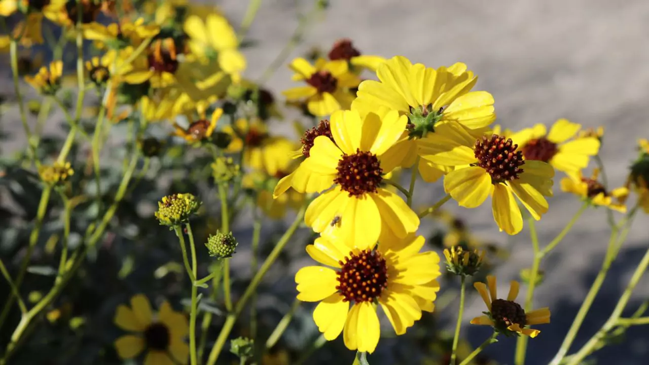 Brittlebush