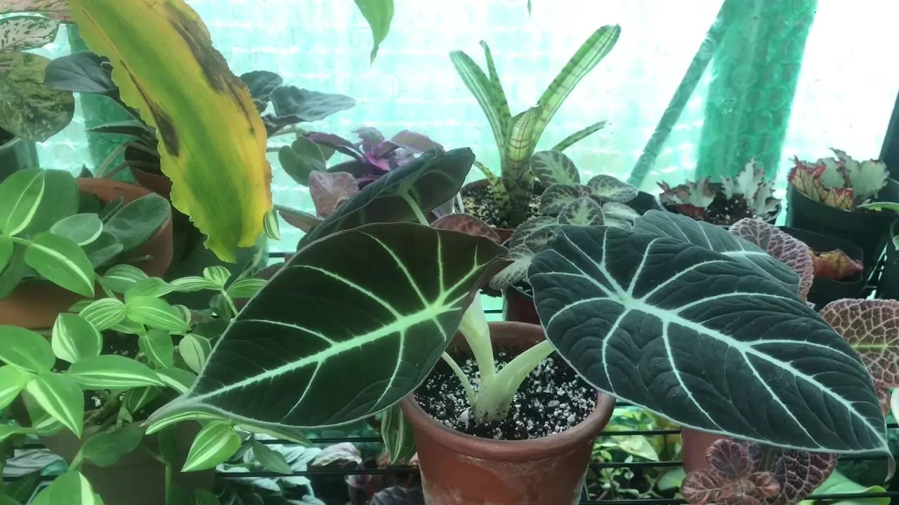 Growers Guide for Alocasia Black Velvet 7 Brown Leaf Edges
