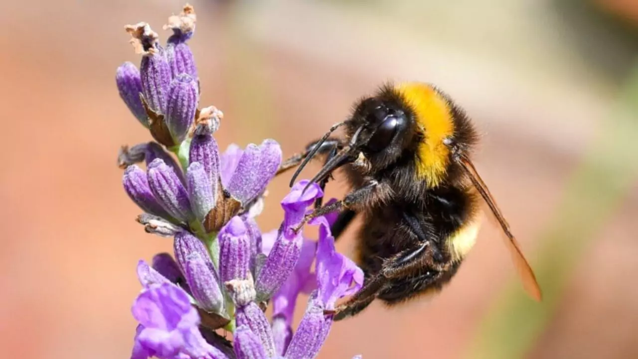 Bee Identification Guide: 31 Most Common Bees In Our Gardens 10 Buff tailed bumblebee – Bombus terrestris