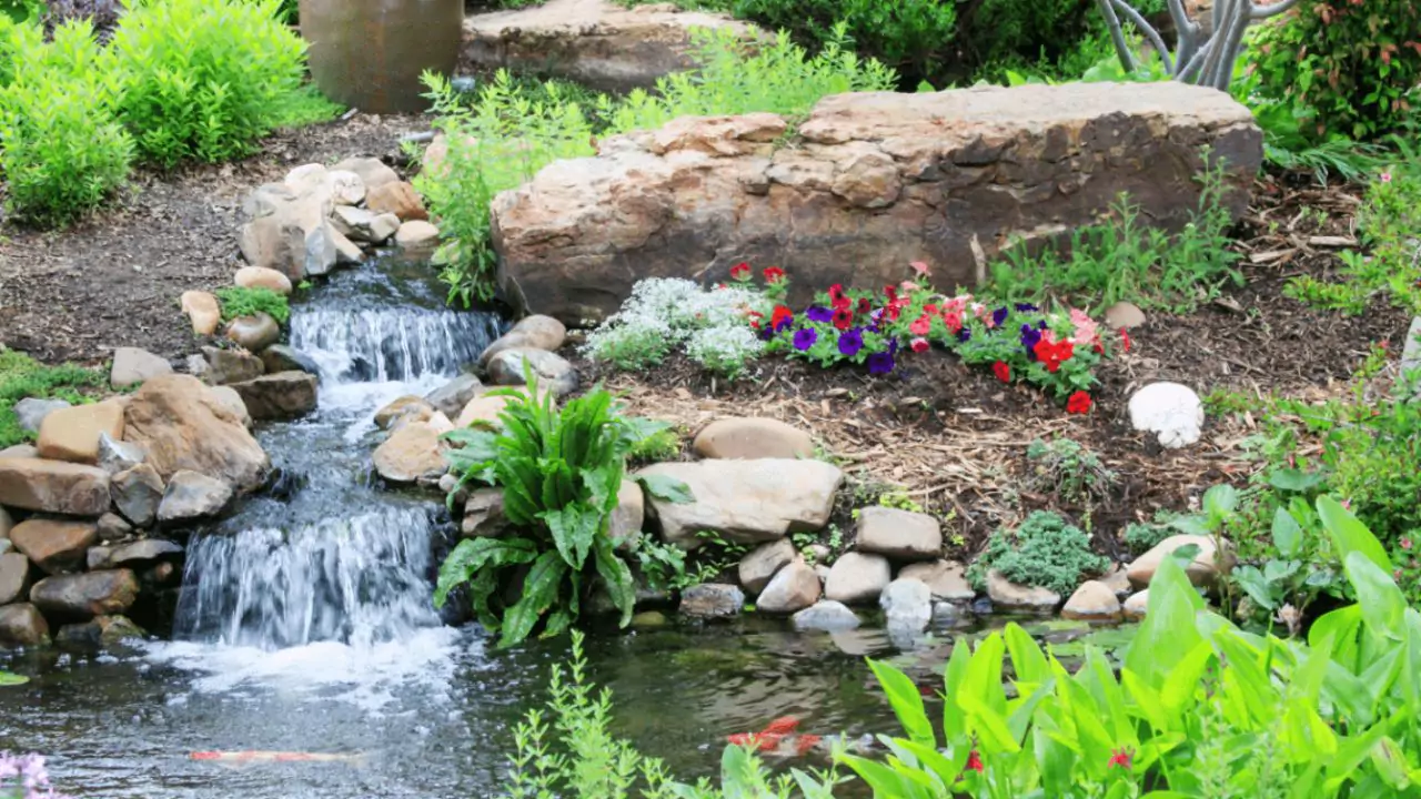 Top 7 Reasons Your Pond Plants Are Dying 3 Build a pond 1