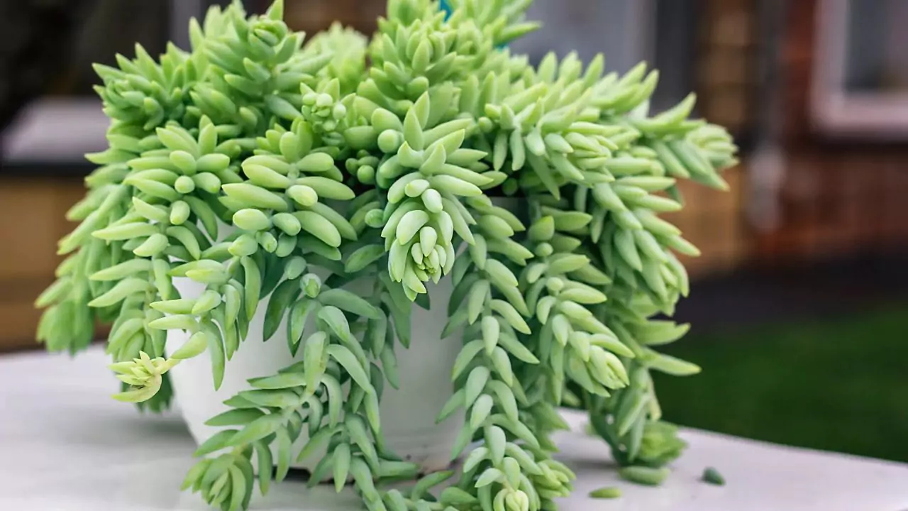 Are Succulents Good House Plants? 11 Burros Tail