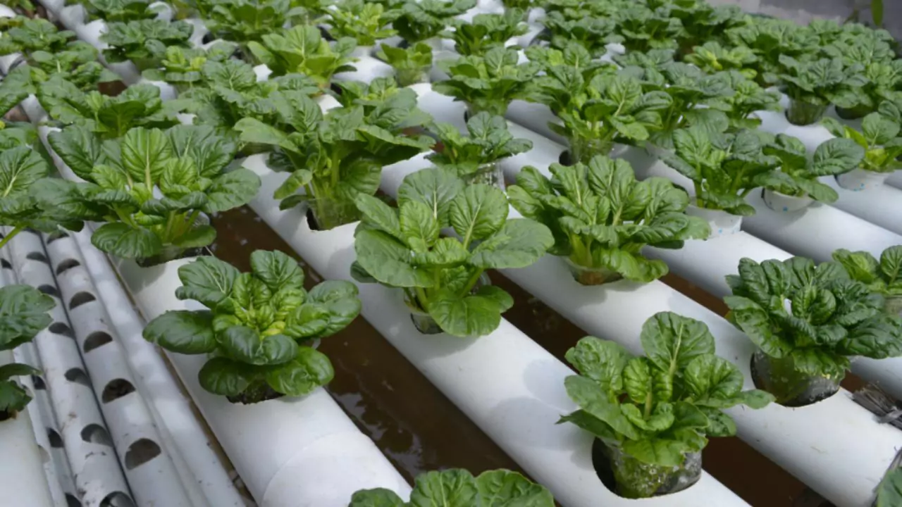 Cabbage In a Hydroponic for Profit