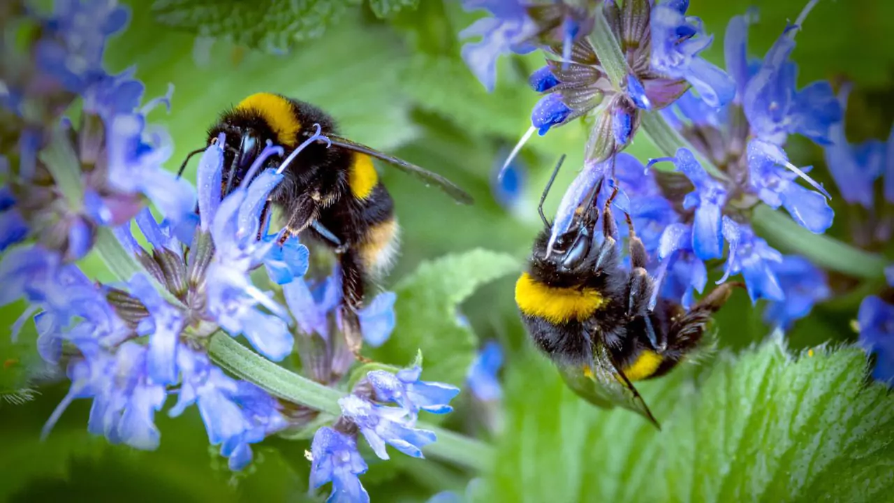 Bee Identification Guide: 31 Most Common Bees In Our Gardens 15 Carder bumblebee – Bombus pascuorum