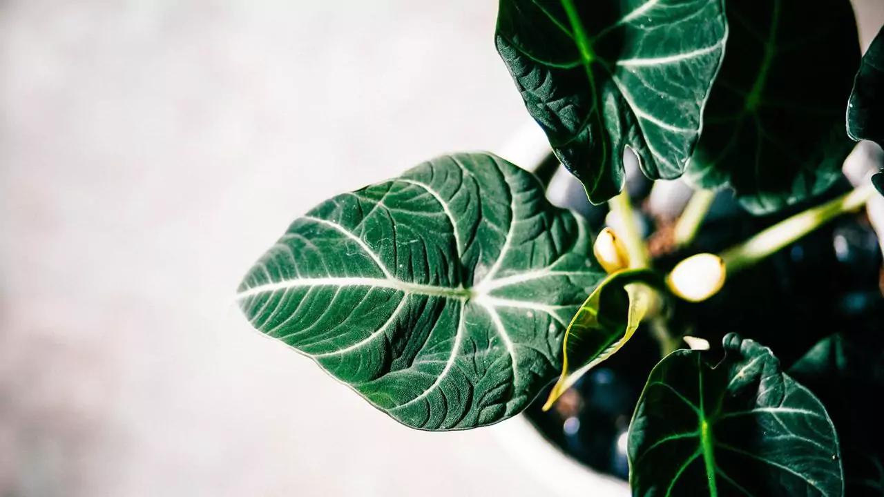 Growers Guide for Alocasia Black Velvet 3 Caring for Alocasia Black Velvet poisonous