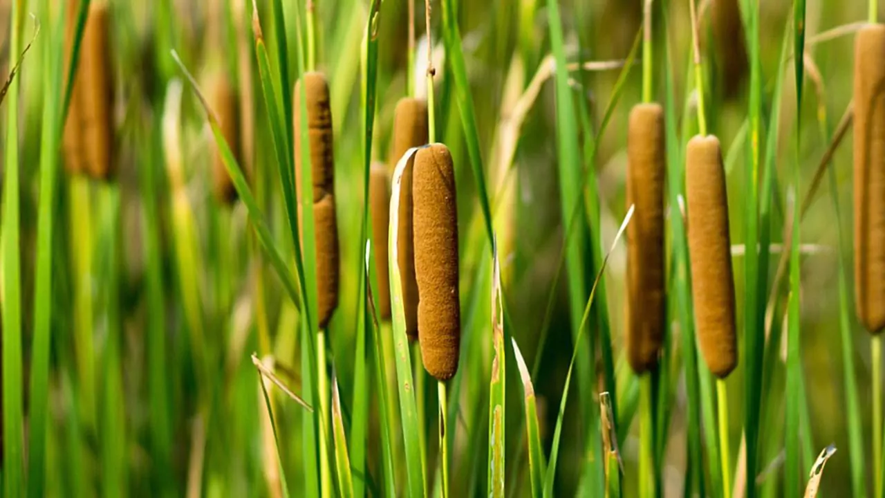 Top 7 Reasons Your Pond Plants Are Dying 6 Cattail plant