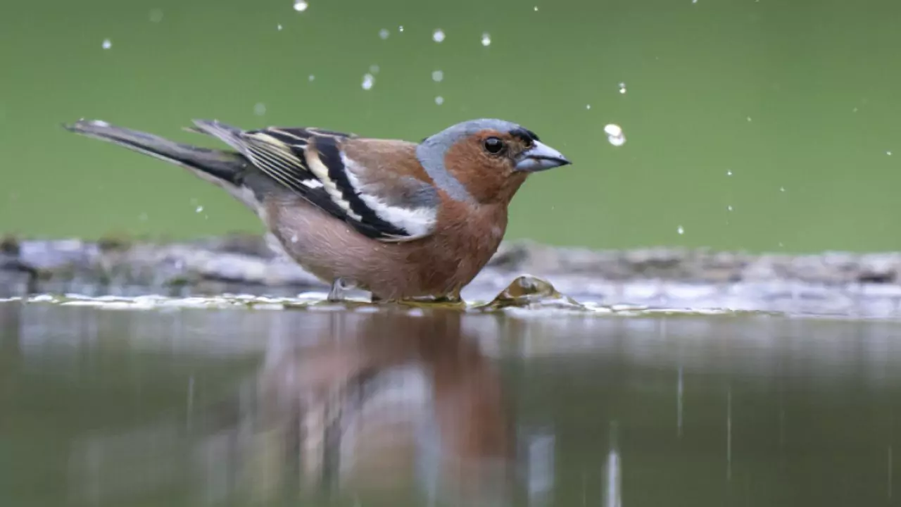Chaffinches Drink Water
