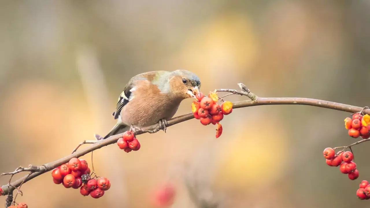 Chaffinches Fruit