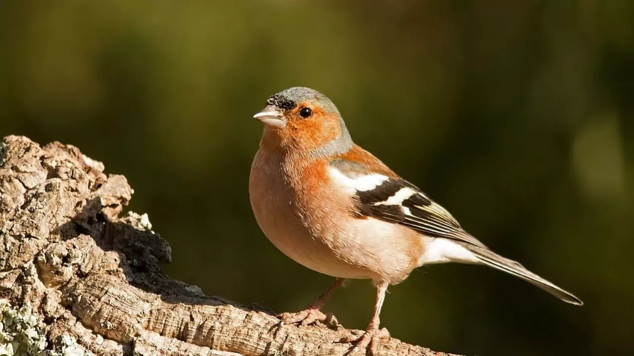 Chaffinches Insects