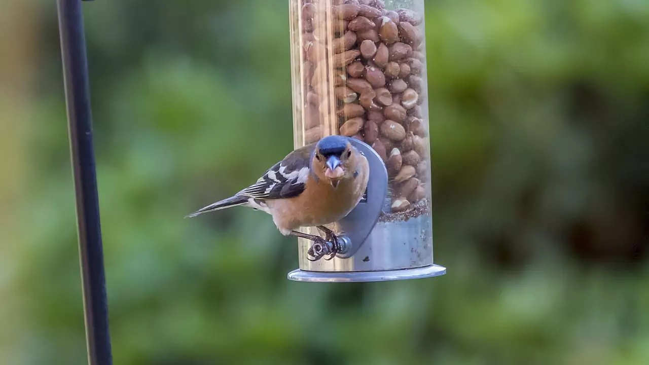 Chaffinches Nuts 1