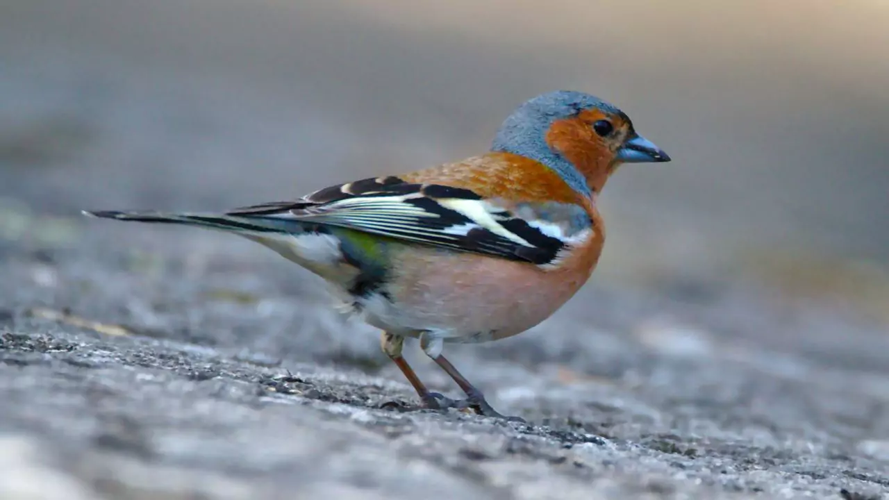 Chaffinches Nuts 2