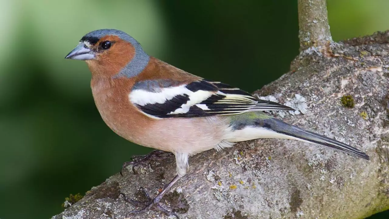 Chaffinches