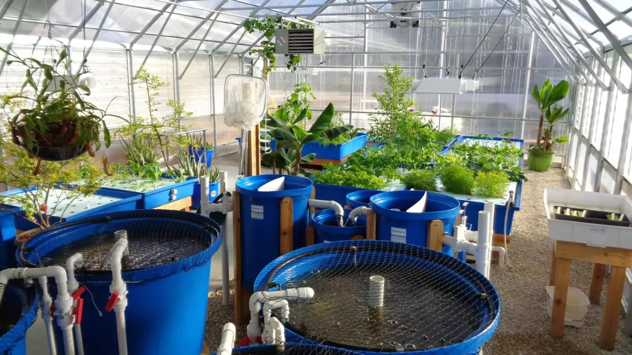 Do I Need to Change the Water in Aquaponics