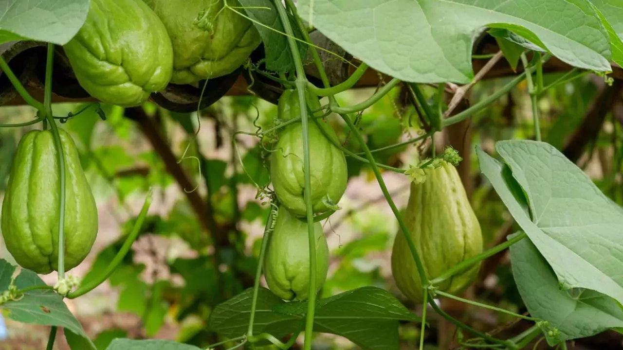 Chayote watering needs 1