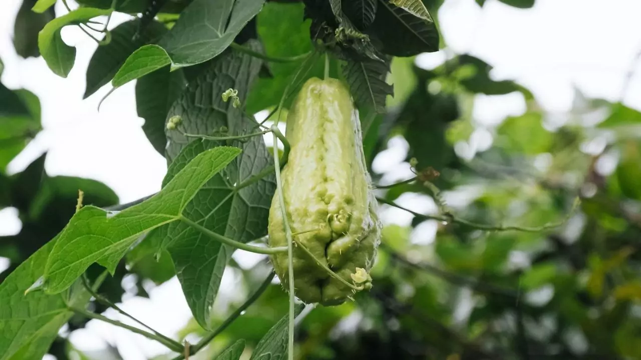 Chayote watering needs