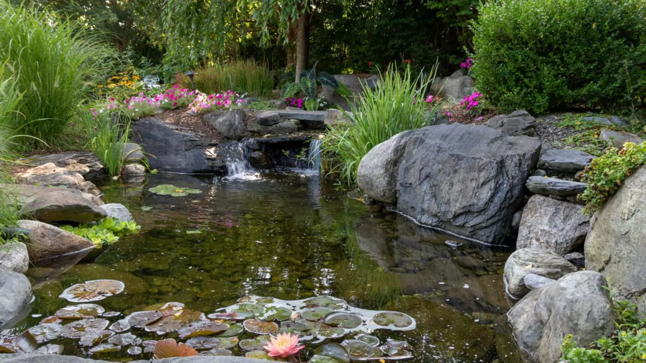 Top 7 Reasons Your Pond Plants Are Dying 11 Chemicals In Ponds Are Harmful