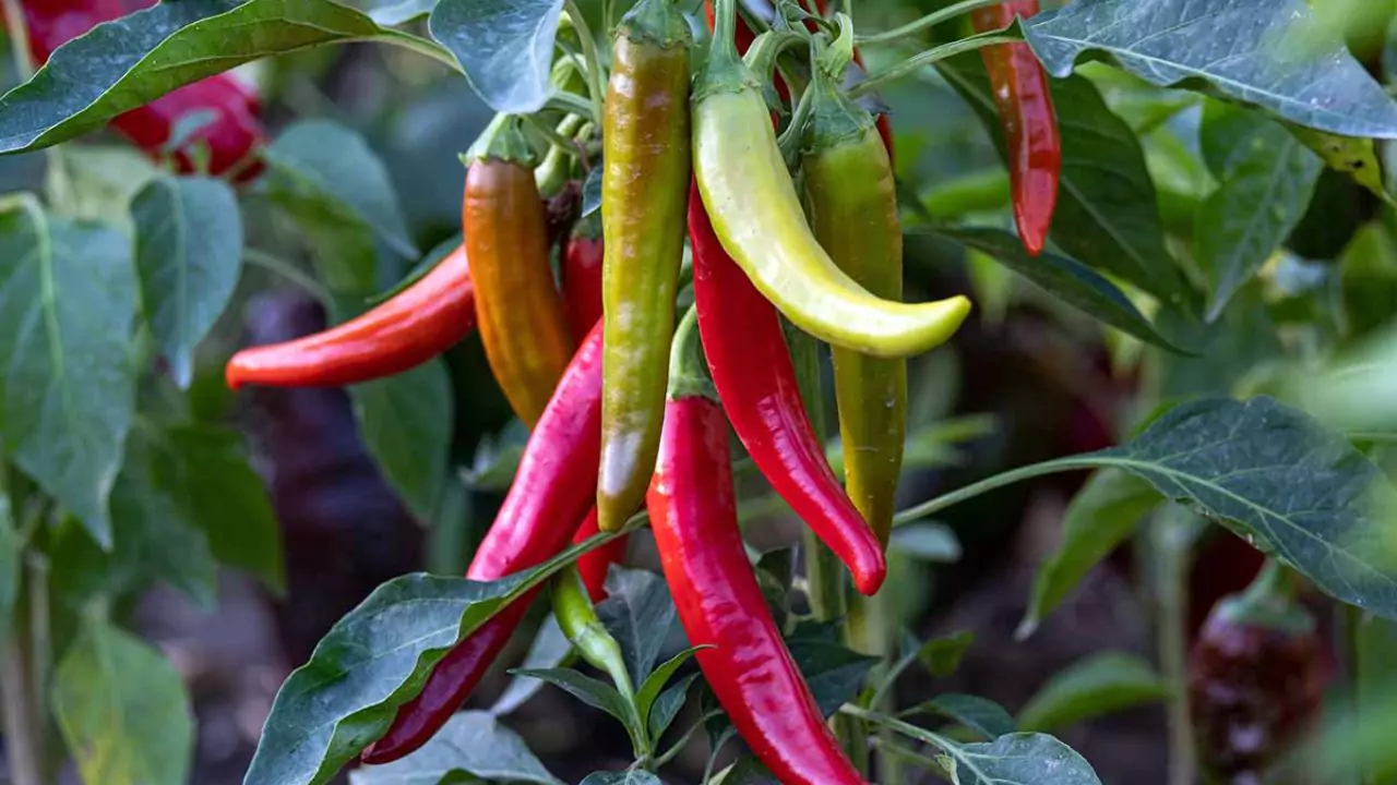 How to Get Rid of Rabbits without Killing Them (Harmless Methods) 3 Chili plant